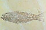 Mioplosus With Knightia Fossil Fish Plate - Green River Formation #122664-1
